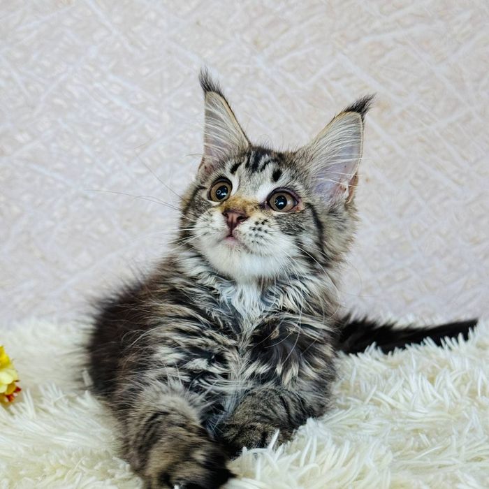 Дівчинка Мейн Кун