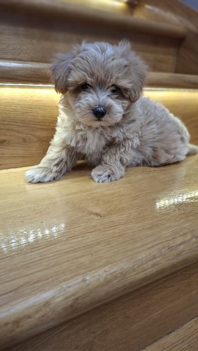 Maltipoo z rodowodem