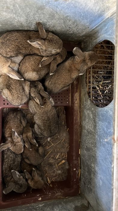 Coelhos raça grande