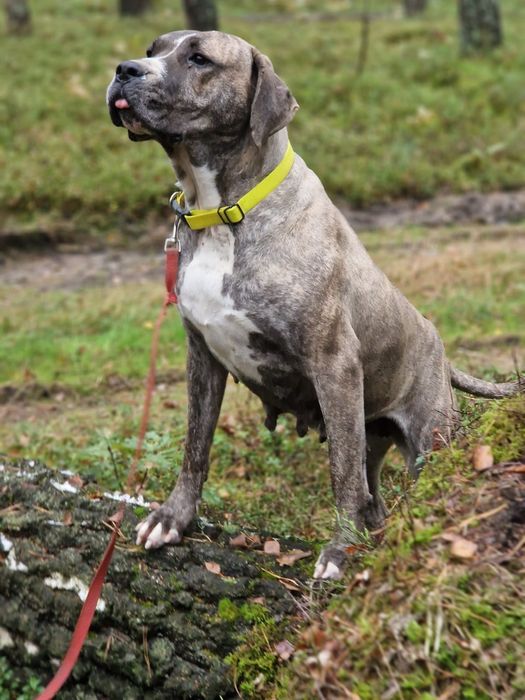 Suczka Około 3 lata