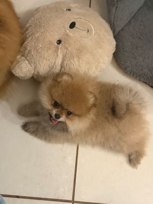 Szpic miniaturowy pomeranian  Mega mis FCI
