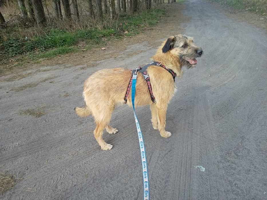 Roczna Dosia do adopcji