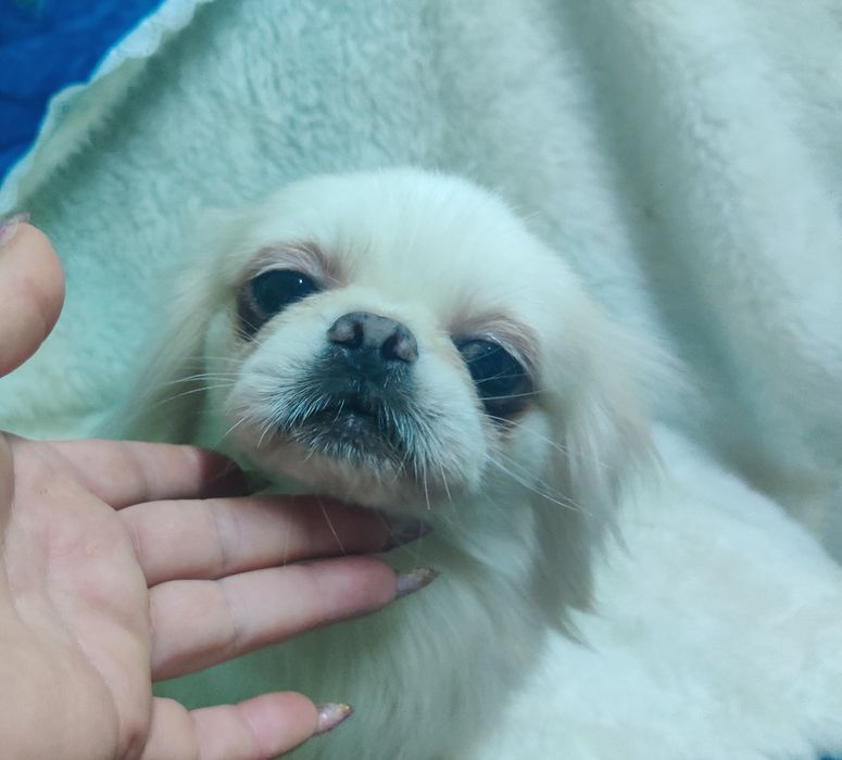 ‼️Взрослая девочка пекинес