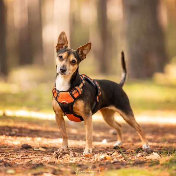 Malutka Pira szuka domku!