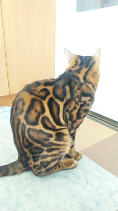 Бенгальская малышка