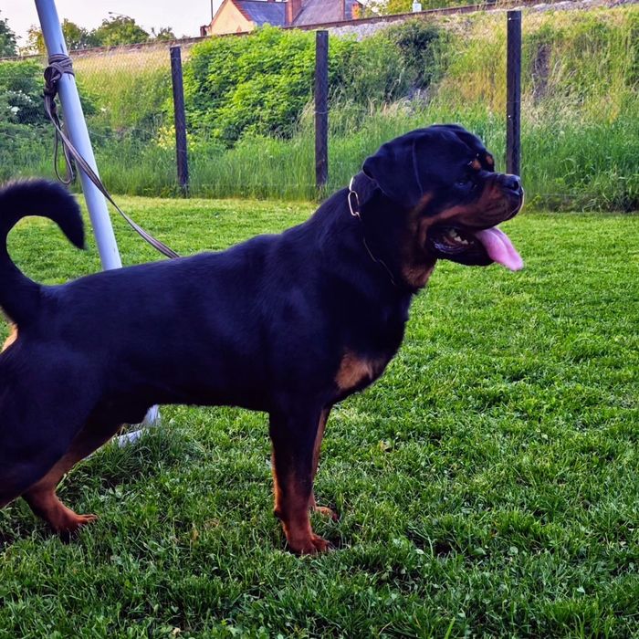 ротвейлер  в'язка