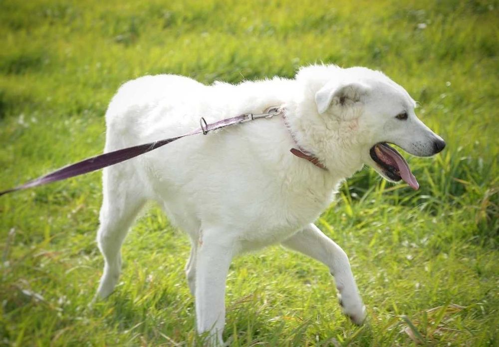 Liza - piękna, biała sunia, trochę wycofana, szuka domu - adopcja.