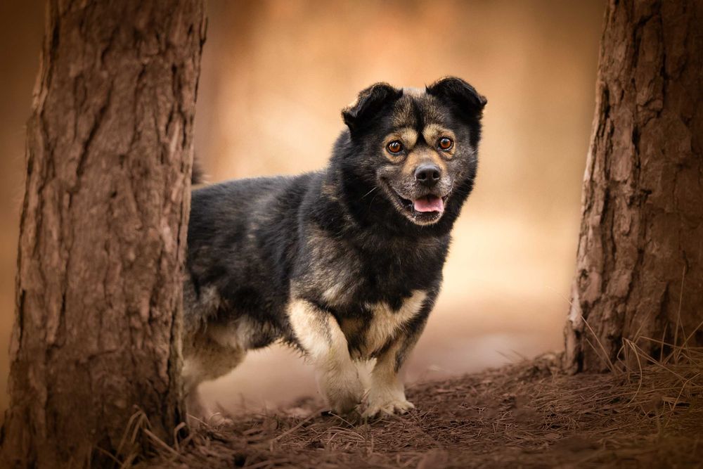 KIMON - mały puchaty słodziak