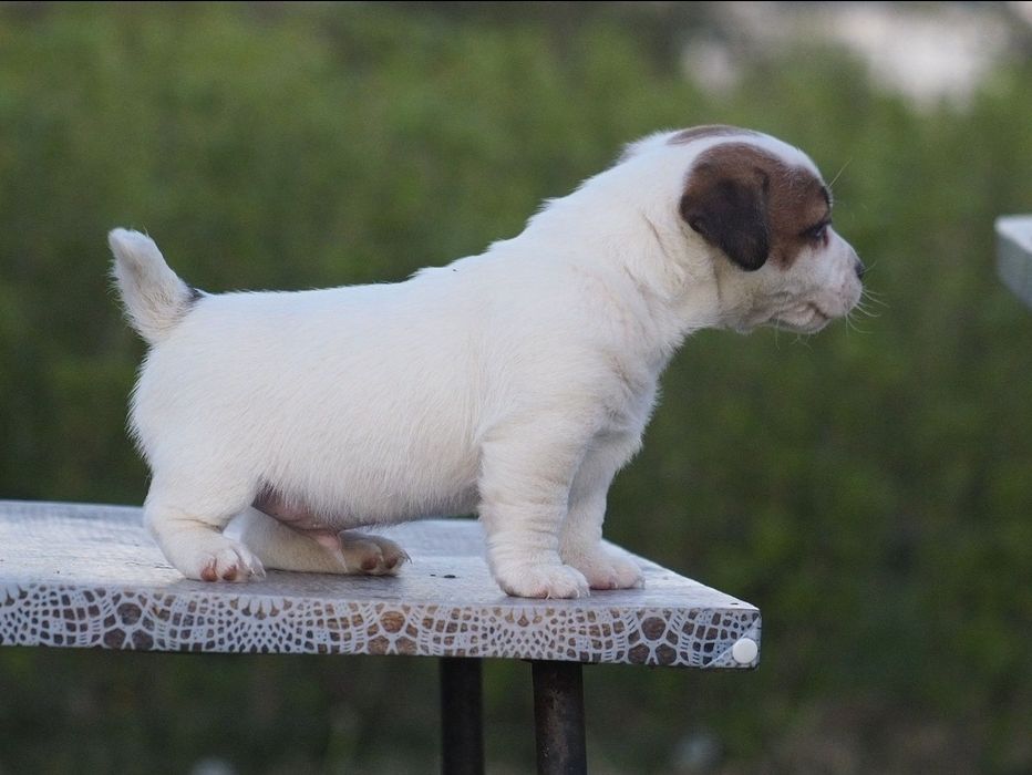 Jack Russell Terrier PIESEK