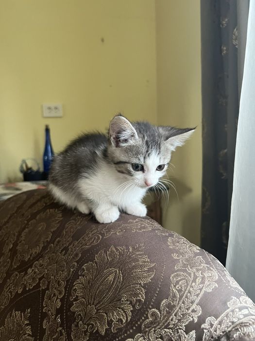 Маленькі котики, кошенята шукають дім