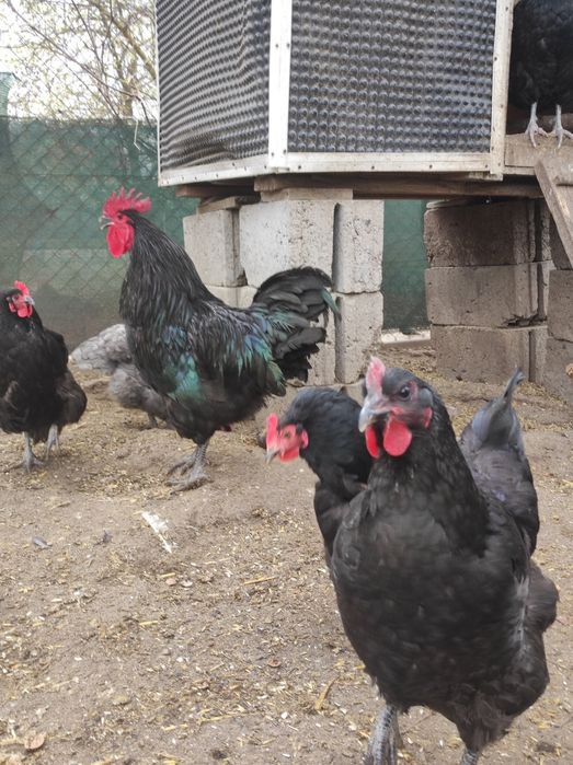 Jajka legowe jaja kur Jersey Giant wiele ras