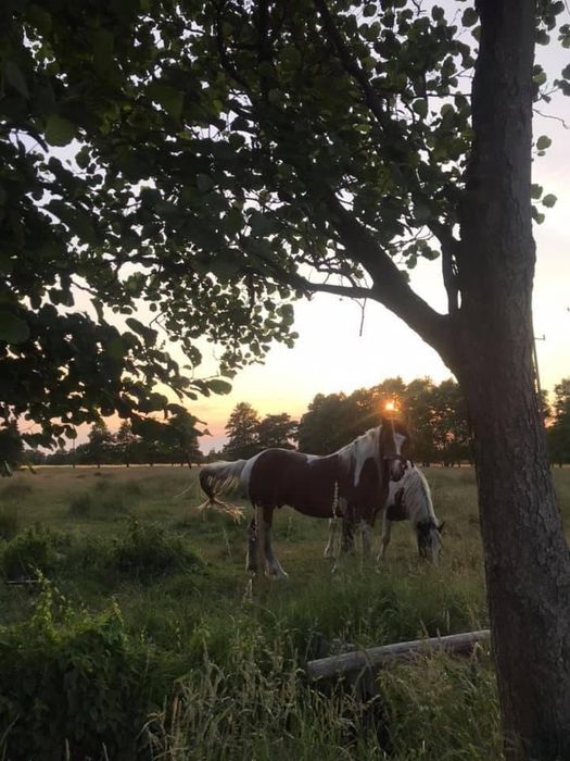 Klimatyczne domki nad morzem blisko plaży od 180zł/doba/domek