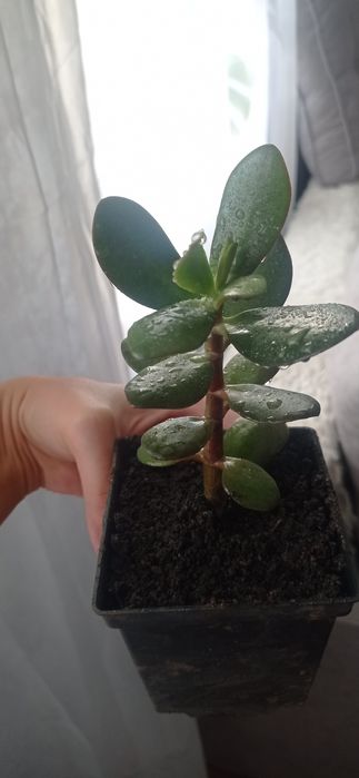 Кімнатна квітка грошове дерево толстянка