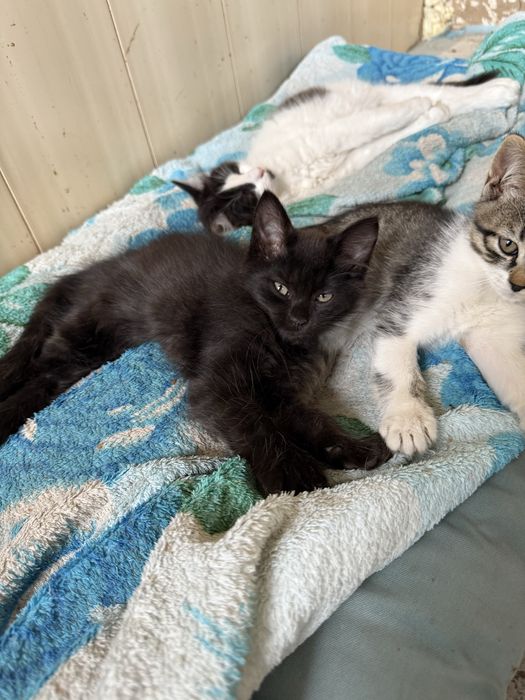 Потрібен дім Нужен дом котенку Черная кошечка