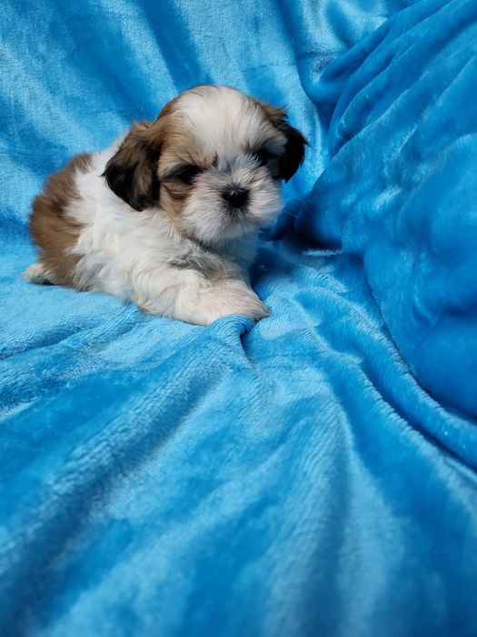 Maravilhoso Shih-tsu