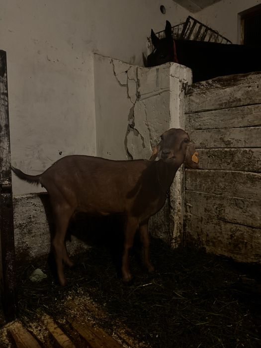 Koza anglonubijska