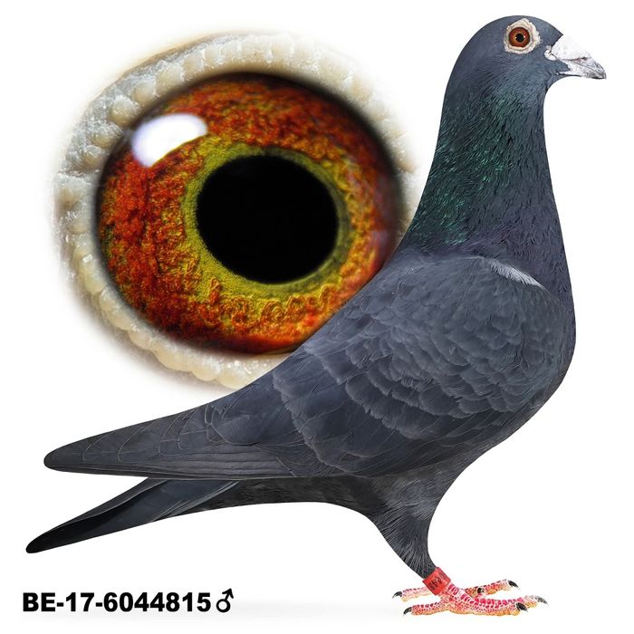 Młode czarne para 107 Houben x Van Dyck x koopman gołebie pocztowe