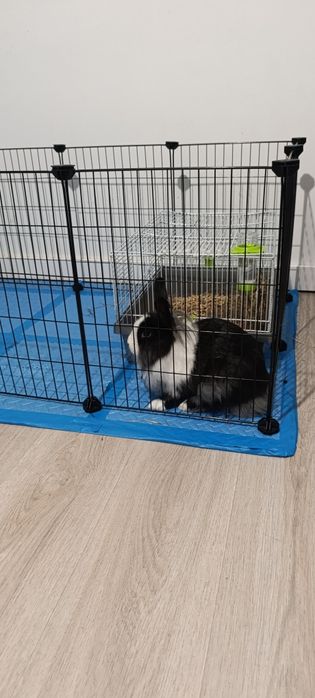 Królik samiczka 7 miesięcy , klatka poidełko, kojec