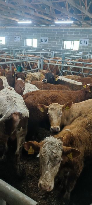 Odsadki limousin chereford angus miesne mieszańce