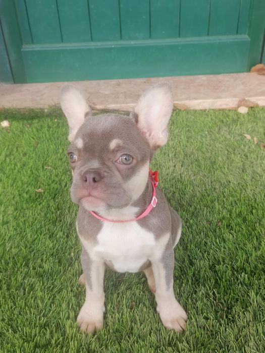 Bulldog francês  fêmea