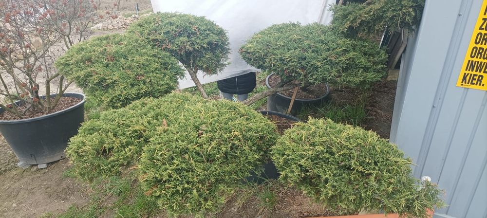 Bonsai, niwaki ogrodowe