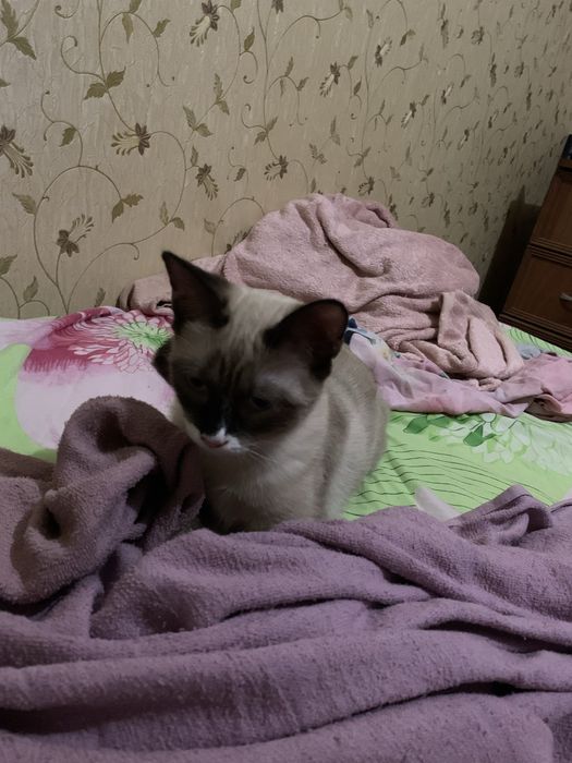 Сноу-шу. Кішка білоніжка, білі шкарпетки. Шукає кота вязку