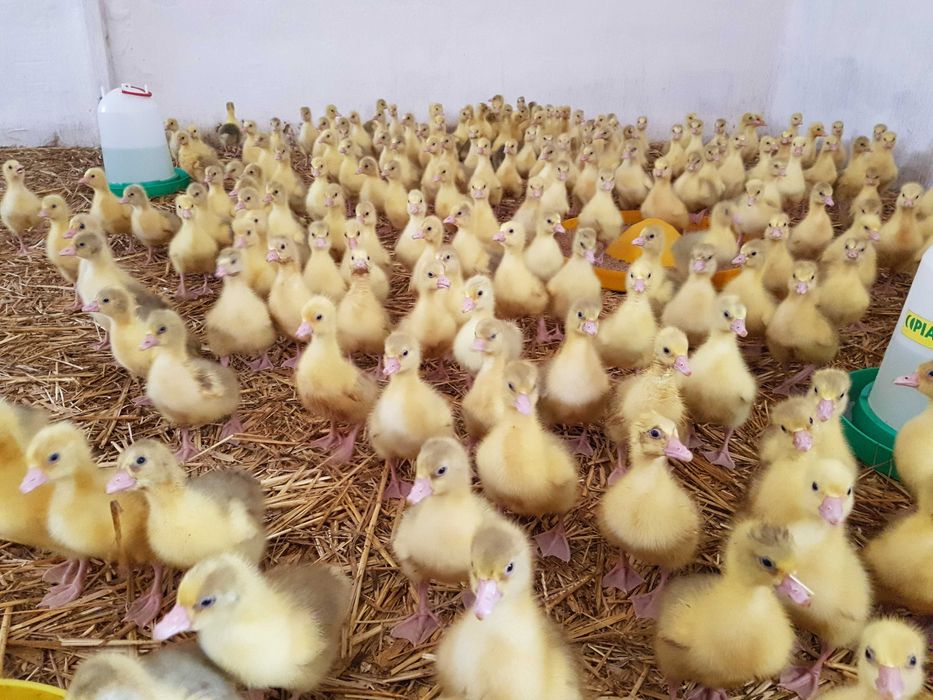 Kaczki młode pisklęta różne pekin, mulard możliwy dowóz
