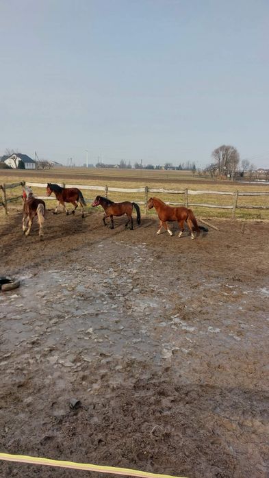 Klacz huculska hucuł