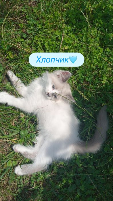 Віддаються кошенятя
