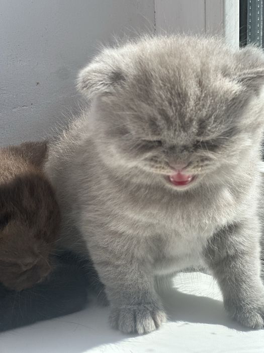 Шотландські кошенята