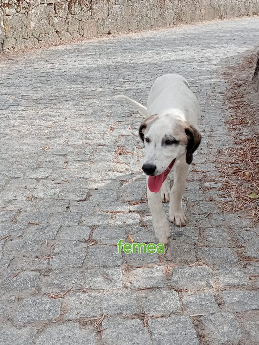 Caes porte grande para adoção urgente