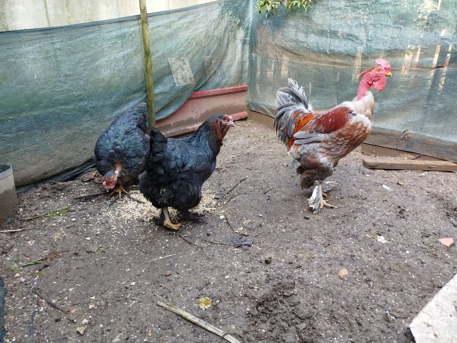 Vendo  galos do campo