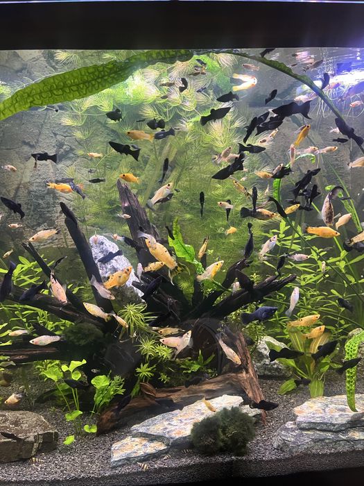 Rybki molinezje czarne zółte