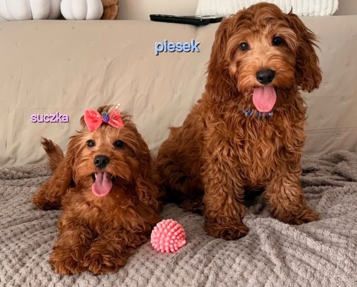 Cockapoo (Cocker Spaniel/ Pudel)
