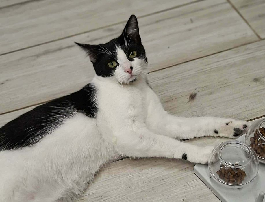Mysio-Pysio kotek szuka domu adopcja Rybnik