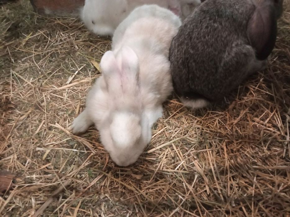 Продам кролики кролі, м'ясо кроля, тушка кролика