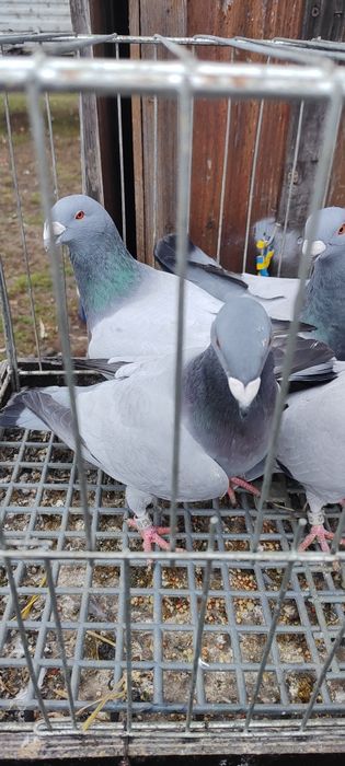 Gołębie barlesy 8 sztuk