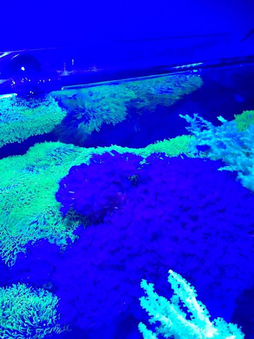 Corais Rocha com 2 rebentos de xénias Pump e  GSP