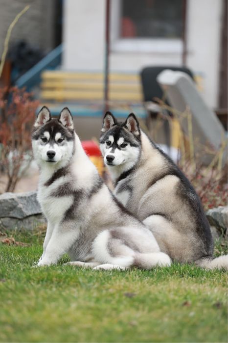 Девочка хаски 11 месяцев