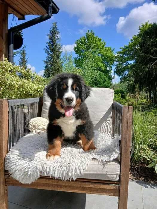 Bouvier Bernois disponível