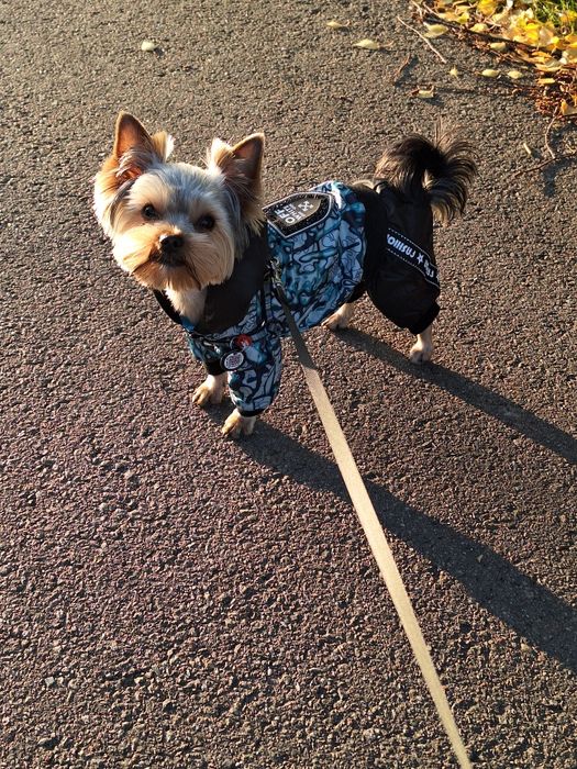 В'язка  йоркшиського тер'єра