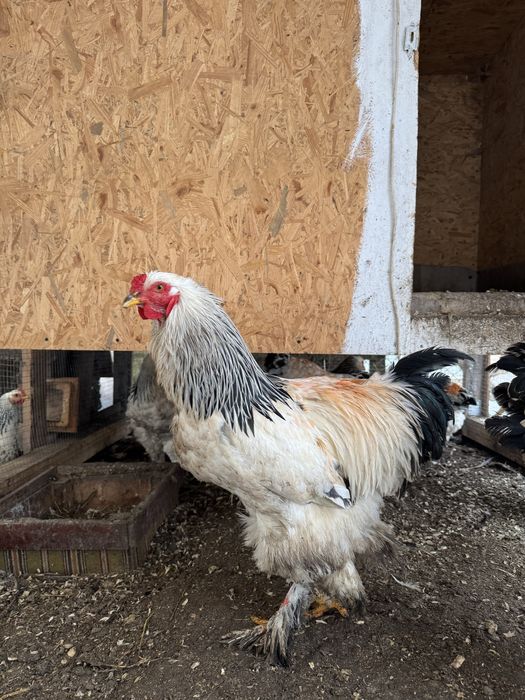 Брама Світла продам когути мають 1 рік