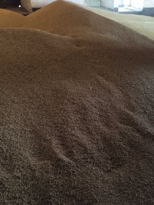 Jęczmień jary browarny laureate