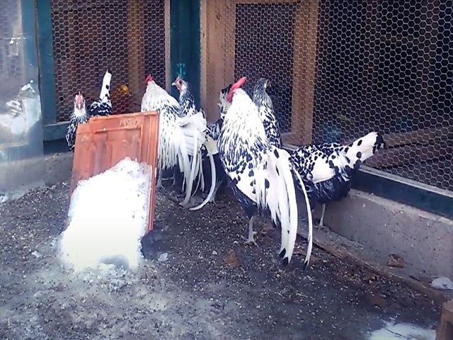 Яйце на інкубацію від породистих курей. ГАМБУРГСЬКА золото, срібло.