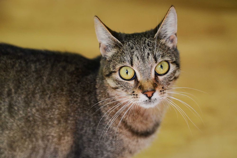 młoda kotka Jolie - preferowana adopcja w dwupaku z Arielką