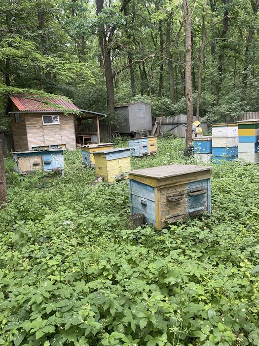 Продам пасіку разом з місцем.