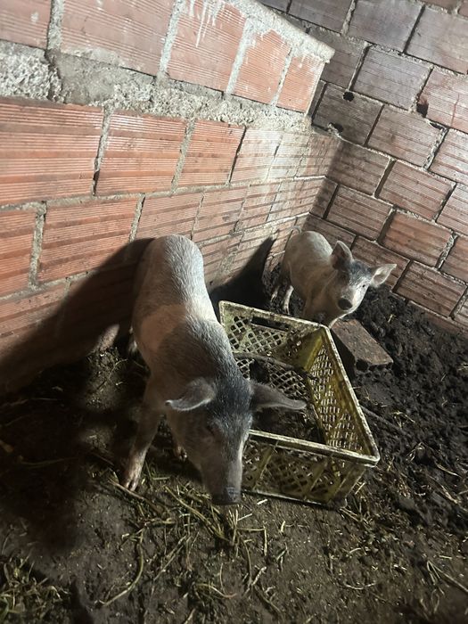 Leitões acima de 20kg