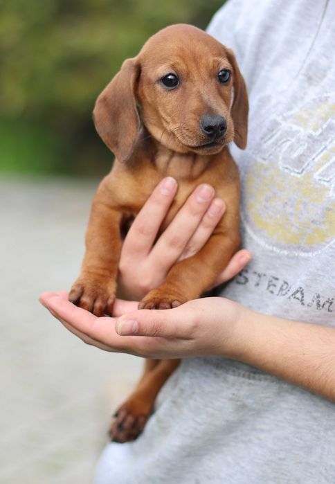 Teckel   - miniatura