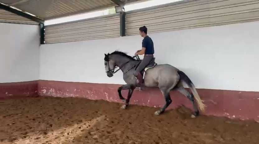 Cavalo Cruzado 3 anos