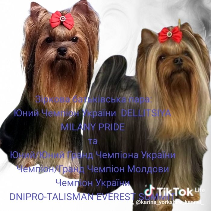 Породні цуценя йоркширських тер'єрів